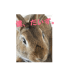 だいずうさぎ（個別スタンプ：4）