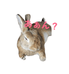 だいずうさぎ（個別スタンプ：5）