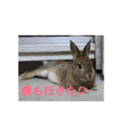 だいずうさぎ（個別スタンプ：8）