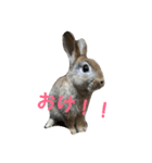 だいずうさぎ（個別スタンプ：9）