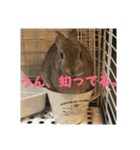 だいずうさぎ（個別スタンプ：10）
