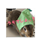 だいずうさぎ（個別スタンプ：11）