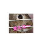 だいずうさぎ（個別スタンプ：12）