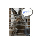 だいずうさぎ（個別スタンプ：13）