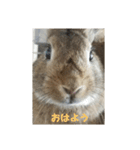 だいずうさぎ（個別スタンプ：15）