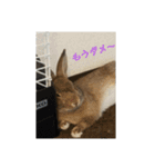 だいずうさぎ（個別スタンプ：16）