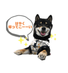 こてこてこっちん（個別スタンプ：3）