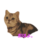 するめといっしょ（個別スタンプ：1）
