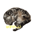 するめといっしょ（個別スタンプ：3）