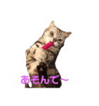 するめといっしょ（個別スタンプ：7）