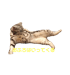 するめといっしょ（個別スタンプ：9）