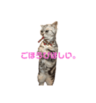 するめといっしょ（個別スタンプ：10）