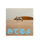 するめといっしょ（個別スタンプ：14）