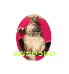 するめといっしょ（個別スタンプ：15）