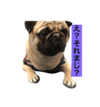 うちの愛犬だぞよ！（個別スタンプ：2）