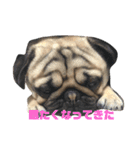 うちの愛犬だぞよ！（個別スタンプ：3）