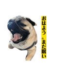 うちの愛犬だぞよ！（個別スタンプ：4）