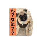 うちの愛犬だぞよ！（個別スタンプ：5）