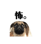 うちの愛犬だぞよ！（個別スタンプ：6）