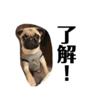 うちの愛犬だぞよ！（個別スタンプ：7）