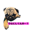 うちの愛犬だぞよ！（個別スタンプ：8）