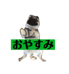 うちの愛犬だぞよ！（個別スタンプ：9）