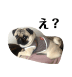 うちの愛犬だぞよ！（個別スタンプ：10）