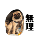 うちの愛犬だぞよ！（個別スタンプ：11）