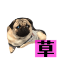 うちの愛犬だぞよ！（個別スタンプ：12）