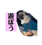 うちの愛犬だぞよ！（個別スタンプ：14）
