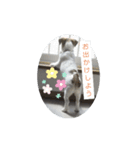 ジャックラッセルテリアラテスタン5（個別スタンプ：4）