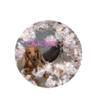 シュガーすたんぷ（個別スタンプ：3）
