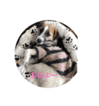 ジャックラッセルテリアラテちゃんスタンプ（個別スタンプ：5）