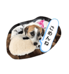 ジャックラッセルテリアラテちゃんスタンプ（個別スタンプ：7）