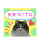 湯浅家のスタンプ6（個別スタンプ：12）