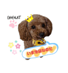 といぷーどる しょこら（個別スタンプ：5）