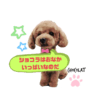 といぷーどる しょこら（個別スタンプ：7）