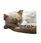 しろべー（個別スタンプ：2）
