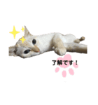 しろべー（個別スタンプ：5）