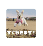 My Pet in Japan（個別スタンプ：1）