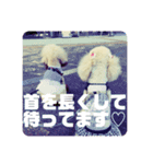 My Pet in Japan（個別スタンプ：2）