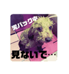 My Pet in Japan（個別スタンプ：3）