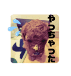 My Pet in Japan（個別スタンプ：4）