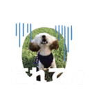 My Pet in Japan（個別スタンプ：5）