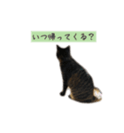 しぃちゃんすたんぷ〜（個別スタンプ：2）