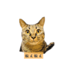 しぃちゃんすたんぷ〜（個別スタンプ：3）