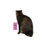 しぃちゃんすたんぷ〜（個別スタンプ：4）