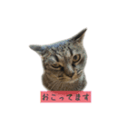 しぃちゃんすたんぷ〜（個別スタンプ：8）