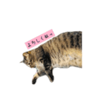 しぃちゃんすたんぷ〜（個別スタンプ：9）