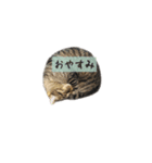 しぃちゃんすたんぷ〜（個別スタンプ：11）